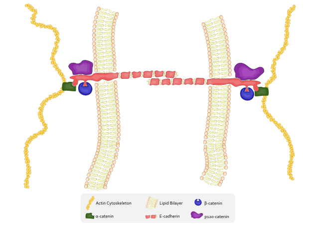 Medium sized image of the Adherens Junction diagram.