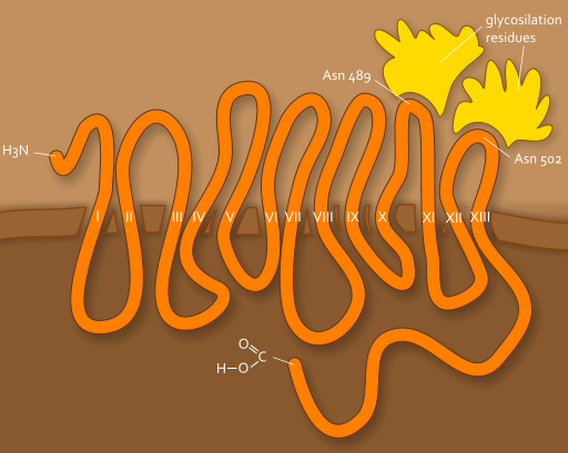 Medium sized image of the Sodium Iodide Symporter diagram.