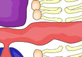 A thumbnail of a detail of an Adherens Junction.