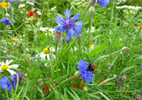 Thumbnail of a closeup of greenery and flowers, with a bee.