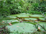 Thumbnail of a lillypond scene with background greenery.
