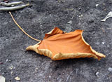 Thumbnail of scene showing a vivid orange fallen leaf against the gray earth..