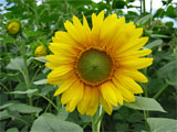 Thumbnail of a closeup of a large sunflower, against sunflower foliage.