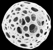 Microscope image is a single round radiolarian.